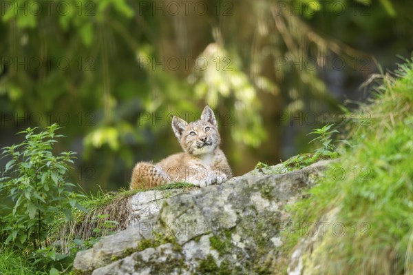 Eurasian lynx (Lynx lynx) youngster on a rock, Bavaria, Germany
