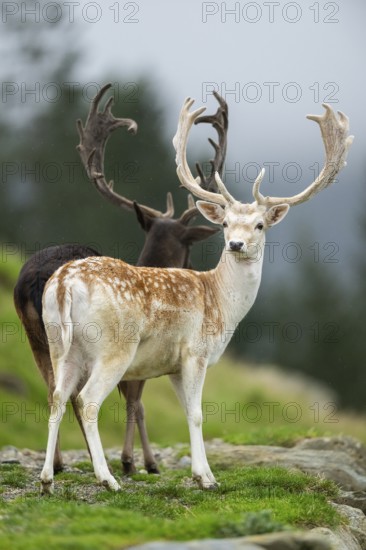 European fallow deer (Dama dama) stag on a meadow, tirol, Kitzbühel, Wildpark Aurach, Austria
