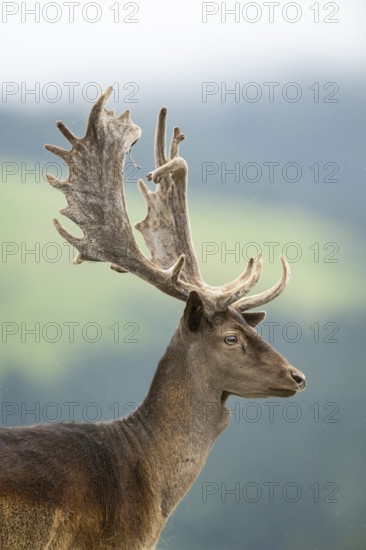 European fallow deer (Dama dama) stag, portrait, tirol, Kitzbühel, Wildpark Aurach, Austria