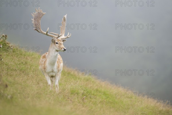 European fallow deer (Dama dama) stag on a meadow, tirol, Kitzbühel, Wildpark Aurach, Austria