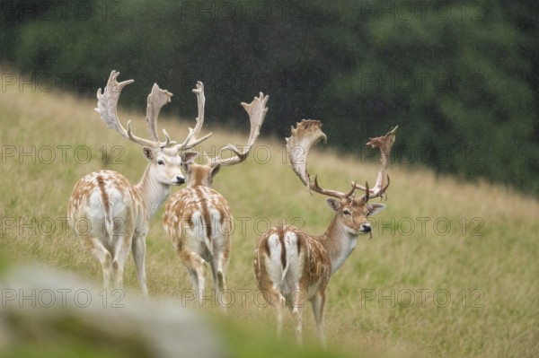 European fallow deer (Dama dama) stags on a meadow, tirol, Kitzbühel, Wildpark Aurach, Austria