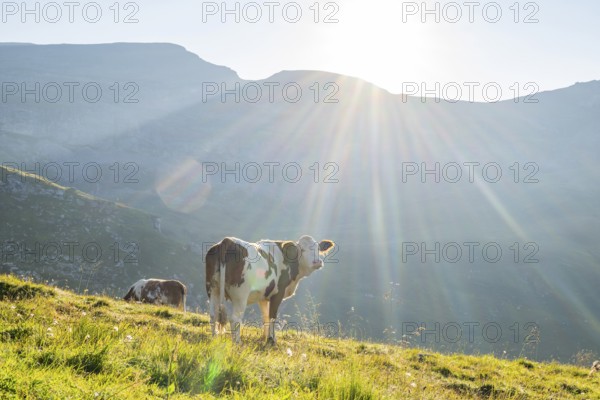 Cattle (Bos taurus) at sunrise in the Mountains at Hochalpenstraße, Pinzgau, Salzburg, Austria