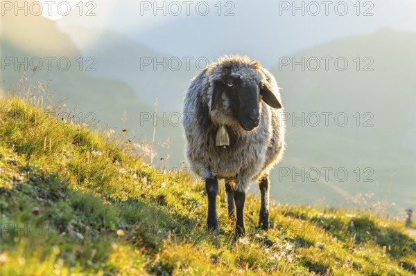 Domestic sheep (Ovis orientalis aries) at sunrise in the Mountains at Hochalpenstraße, Pinzgau, Salzburg, Austria
