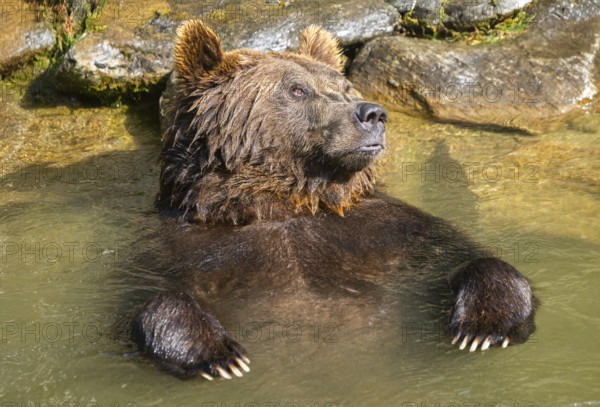 Eurasian brown bear (Ursus arctos arctos) in the water, Austria