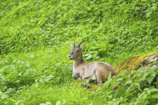 Alpine ibex (Capra ibex) female lying on a meadow, Austria