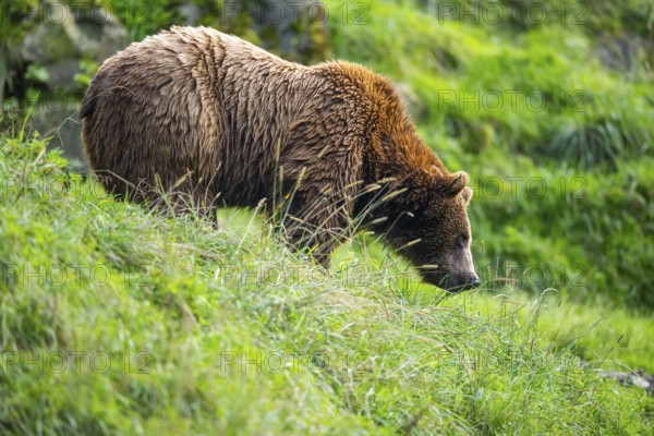 Eurasian brown bear (Ursus arctos arctos) on a meadow, Austria