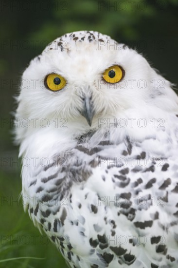 Snowy owl (Bubo scandiacus), portrait, Bavaria, Germany