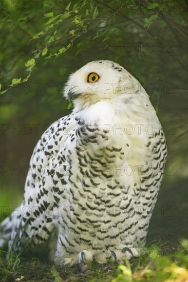 Snowy owl (Bubo scandiacus) sitting on the ground, Bavaria, Germany