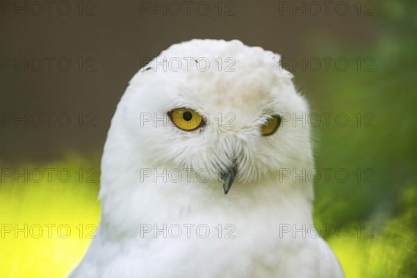 Snowy owl (Bubo scandiacus), portrait, Bavaria, Germany