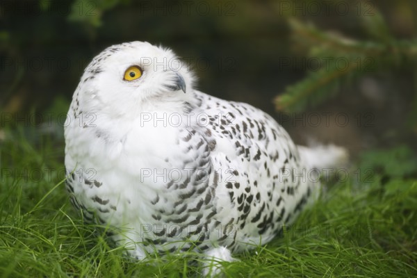Snowy owl (Bubo scandiacus) sitting on the ground, Bavaria, Germany