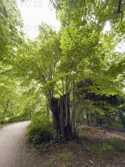 Many shoots come from a sawn-off deciduous tree