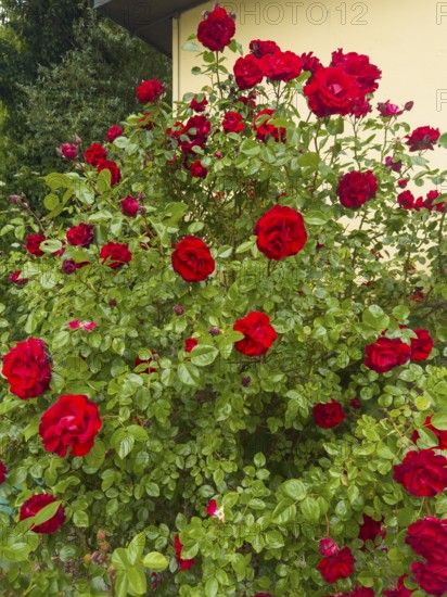 Rose bush, red roses, hybrid rose (Rosa hybrida)