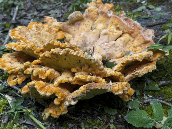 Tree sponge (Fomitopsidaceae)