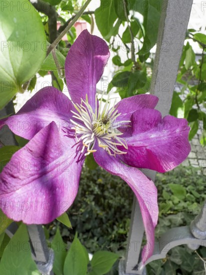 Clematis viticella, Blue clematis, Small-flowered clematis (Clematis viticella)