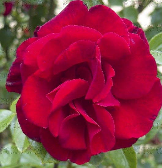 Red rose, hybrid rose (Rosa hybrida)