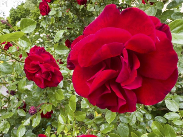 Red rose, hybrid rose (Rosa hybrida)