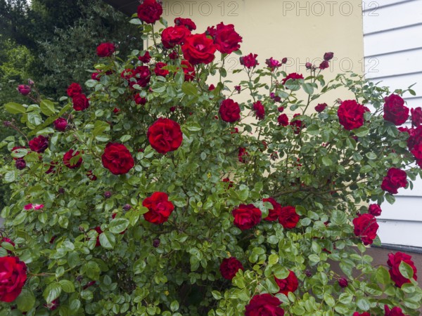 Rose bush, red roses, hybrid rose (Rosa hybrida)