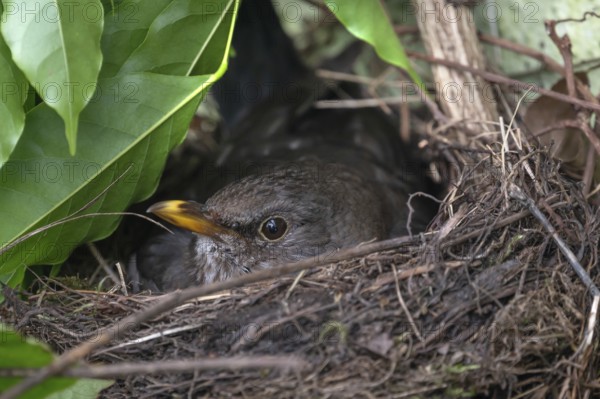 Blackbird (Turdus merula) brooding in its nest, Bavaria, Germany