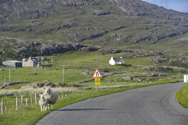 Two sheep on a road in a rural setting with green hills and scattered houses, Isle of Barra, Hebrides, Scotland, United Kingdom
