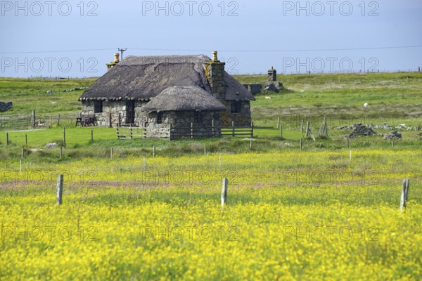 Stone thatched cottage surrounded by a flowering yellow field and green meadow in a rural setting, Black houses, South Uist, Hebrides, Scotland, United Kingdom