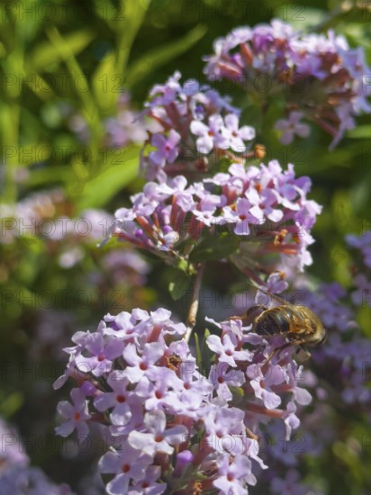 Narrow-leaved summer lilac, narrow-leaved butterfly bush (Buddleja alternifolia), drone sitting on flower