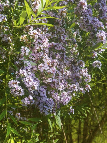 Narrow-leaved summer lilac, narrow-leaved butterfly bush (Buddleja alternifolia)
