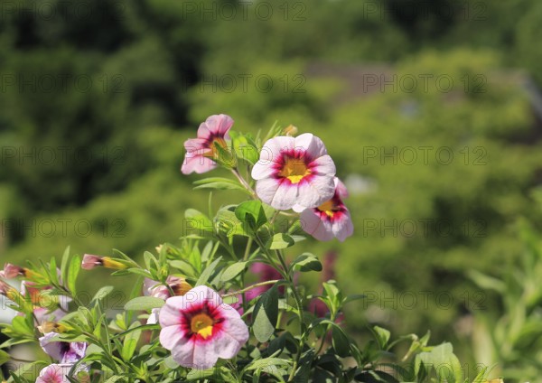 Blooming magic bells (Calibrachoa), in the countryside, North Rhine-Westphalia, Germany