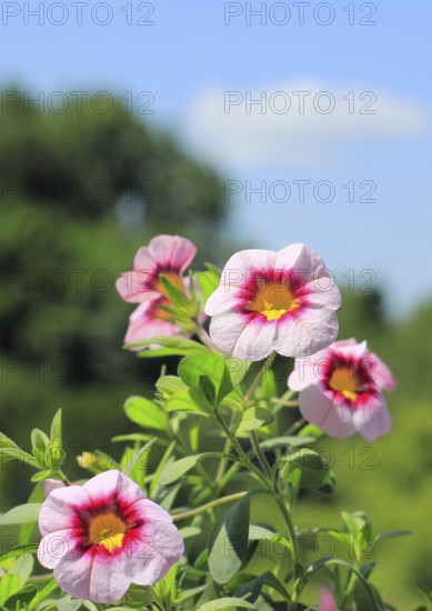 Blooming magic bells (Calibrachoa), in front of a blue sky, North Rhine-Westphalia, Germany