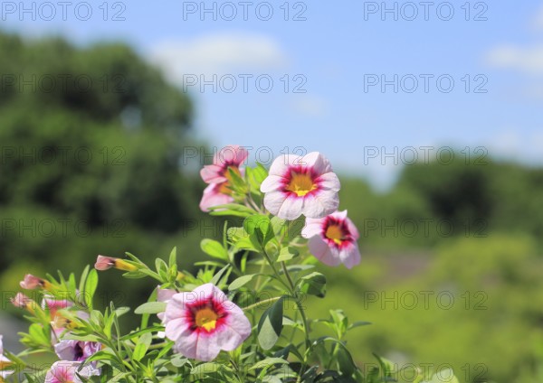 Blooming magic bells (Calibrachoa), in front of a blue sky, North Rhine-Westphalia, Germany