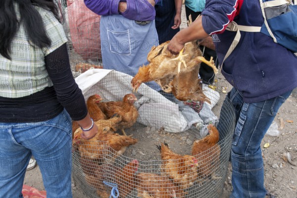 Animal market, people selling poultry, City of Otavalo, Imbabura province, Ecuador