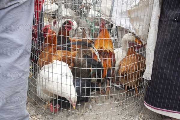 Animal market, Poultry in cage, City of Otavalo, Imbabura province, Ecuador