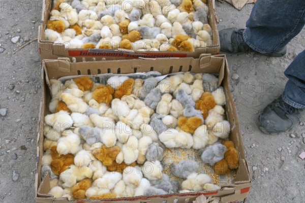 Animal market, Chicks in boxes, City of Otavalo, Imbabura province, Ecuador