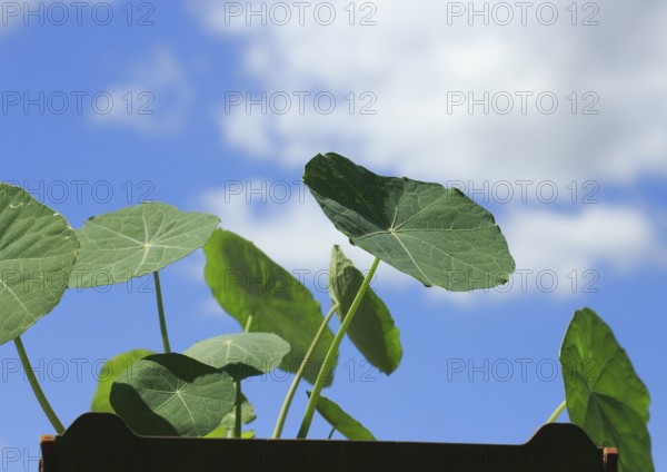Leaves of nasturtium (Tropaeolum), in front of a blue sky, North Rhine-Westphalia, Germany