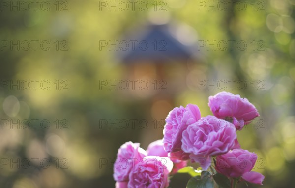 Roses (Rosa), pink, pink, in front of bird house, garden, Stuttgart, Baden-Württemberg, Germany