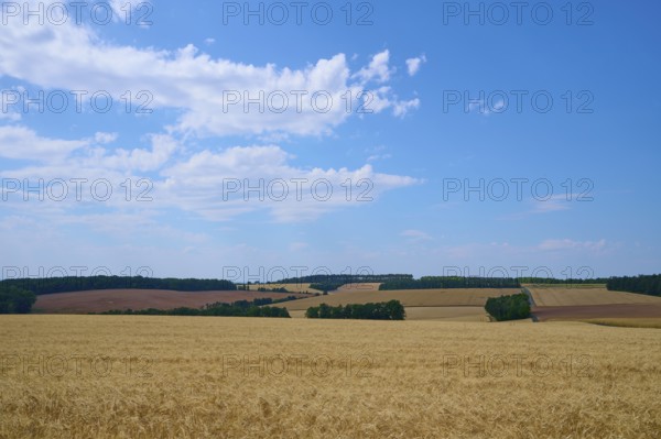 Wide cereal landscape under a blue sky with gentle cloud formations, summer, Retzstadt, Main Spessart district, Bavaria, Germany