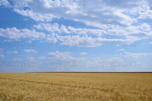 Endless cornfields under a vast blue sky with light clouds, summer, Retzstadt, Main Spessart district, Bavaria, Germany