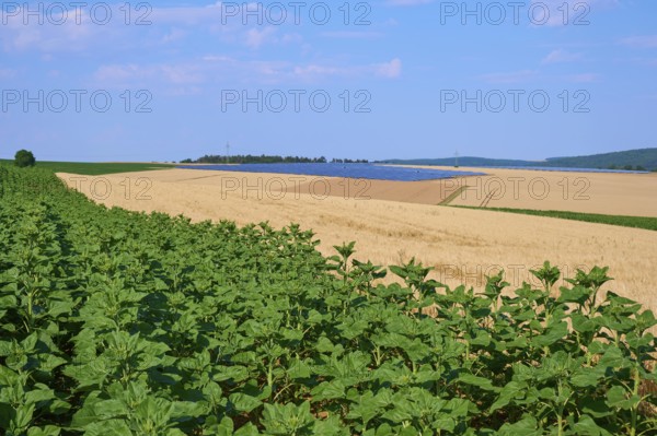 Agricultural field with green sunflowers in the foreground and golden grain fields under a blue sky, summer, Thüngen, Main Spessart district, Bavaria, Germany