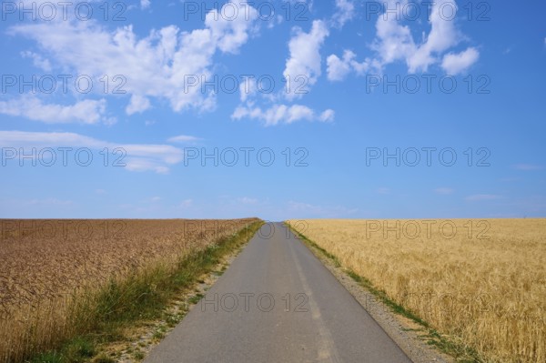 Straight path between golden and brown grain fields under a clear summer sky, summer, Retzstadt, Main Spessart district, Bavaria, Germany