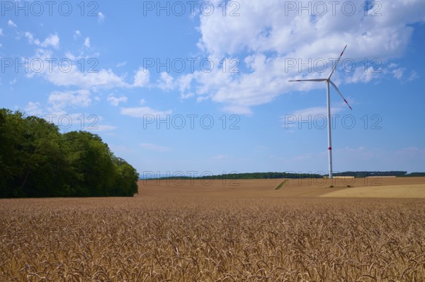 Single wind turbine next to spelt wheat field and forest under slightly cloudy sky, summer, Retzstadt, Main Spessart district, Bavaria, Germany