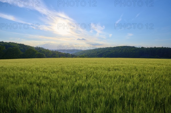 A wide green barley field under a blue sky with scattered clouds, summer, Reichartshausen, Amorbach, district Miltenberg, Odenwald, Bavaria, Germany