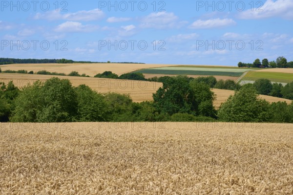 Wide grain fields under a blue sky with scattered trees and rolling hills, summer, Miltenberg, Miltenberg district, Spessart, Bavaria, Germany