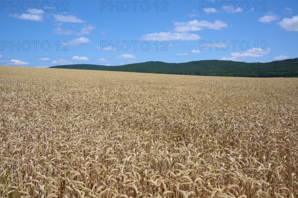 Gentle hills with extensive wheat fields under a sunny, blue sky, summer, Miltenberg, Miltenberg district, Spessart, Bavaria, Germany