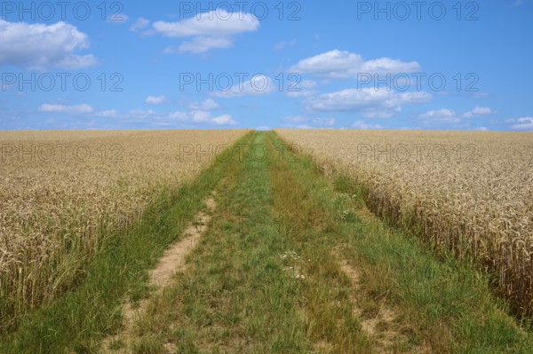 A green path divides the golden wheat field under a blue sky with clouds, summer, Miltenberg, district Miltenberg, Spessart, Bavaria, Germany