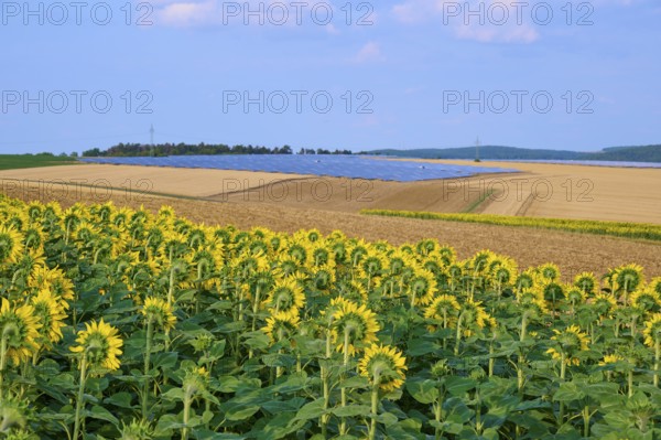Sunflower field next to agricultural land and solar cells, summer, Thüngen, Main Spessart district, Bavaria, Germany