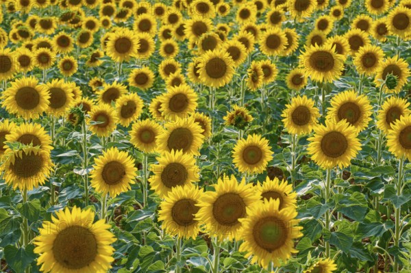 A field full of sunflowers in full bloom on a bright day, summer, Thüngen, Main Spessart district, Bavaria, Germany