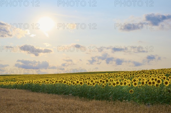Wide sunflower field at sunset, softly lit, summer, Thüngen, Main Spessart district, Bavaria, Germany