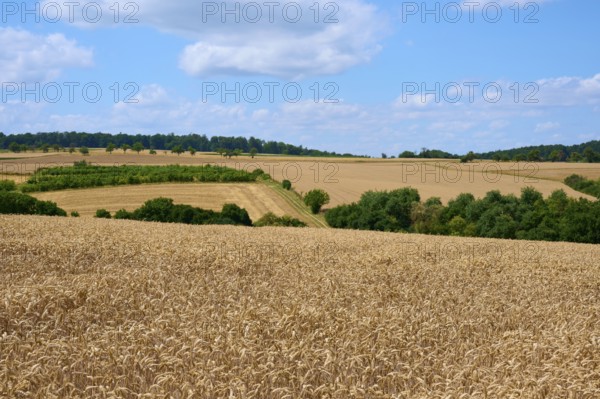 Panoramic view over wide, golden wheat fields under a blue sky with clouds, summer, Miltenberg, district Miltenberg, Spessart, Bavaria, Germany