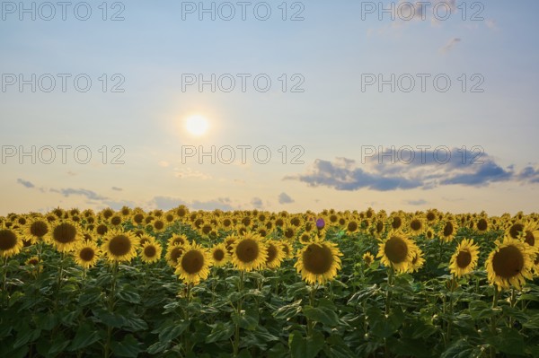Sunflower field under a warm sunset sky, summer, Thüngen, Main Spessart district, Bavaria, Germany