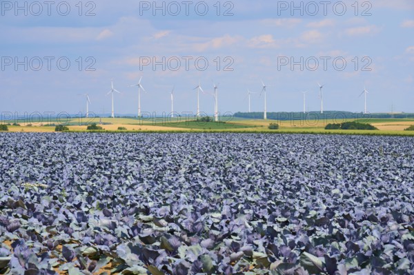 Wide landscape with wind turbines in the background and red cabbage plants in the foreground, Hausen, Würzburg district, Mainfranken, Bavaria, Germany