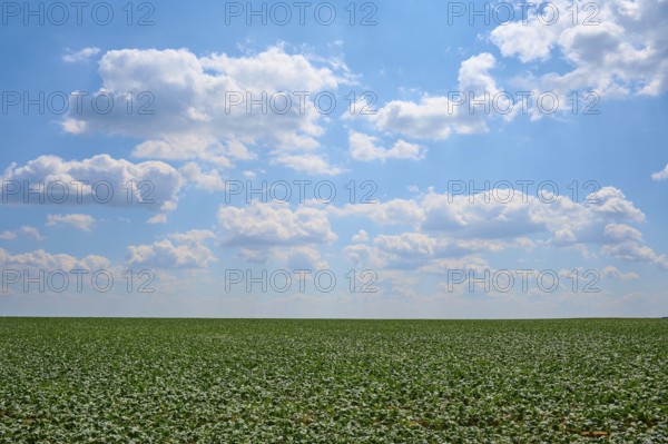 Endless sugar beet field under a blue sky with white clouds, Hausen, Würzburg district, Mainfranken, Bavaria, Germany